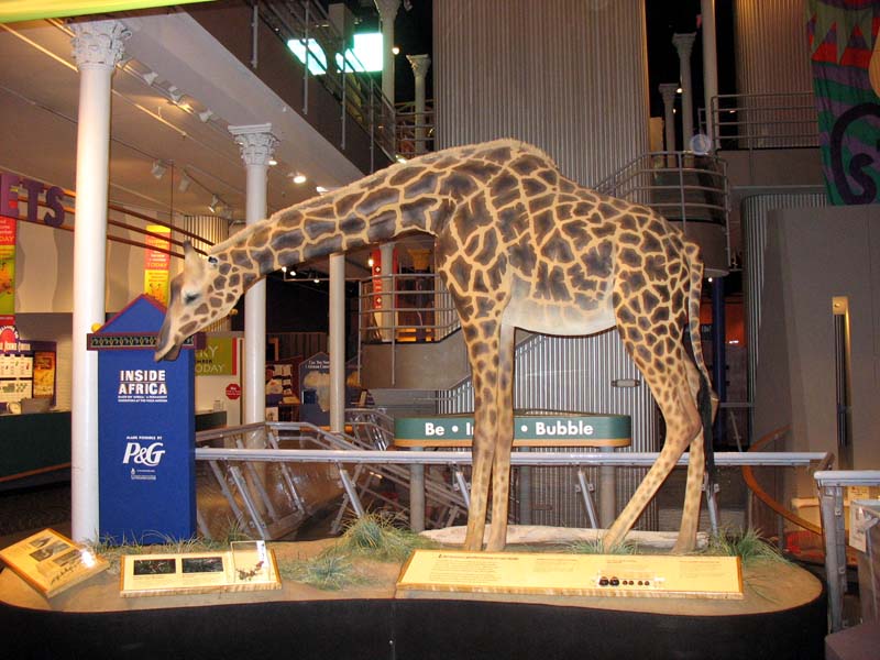 lsc-giraffe.jpg