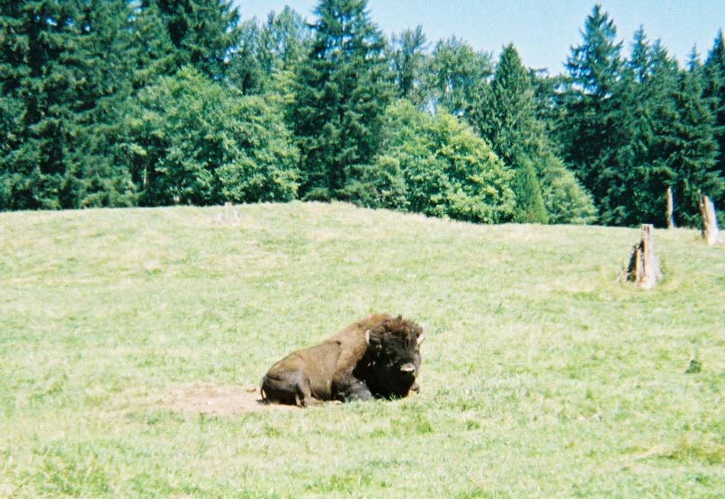bison1.jpg