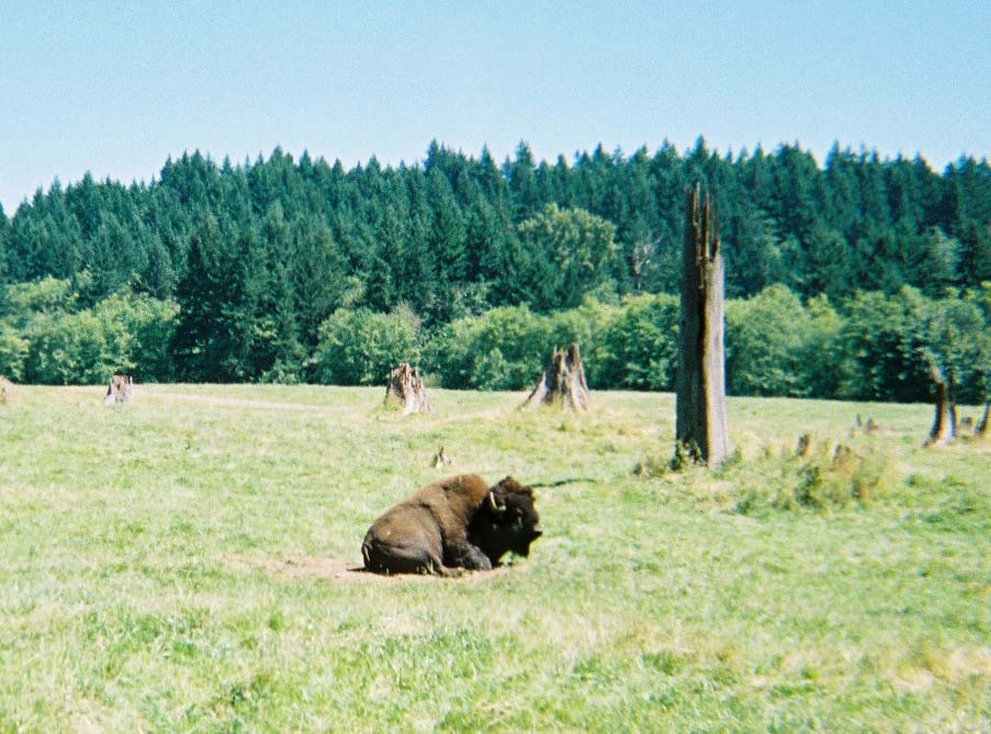 bison2.jpg