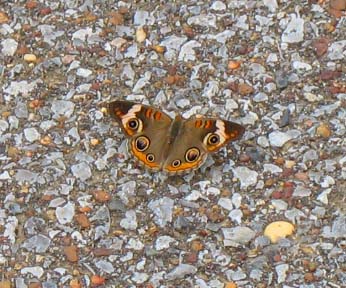 36-butterfly.jpg