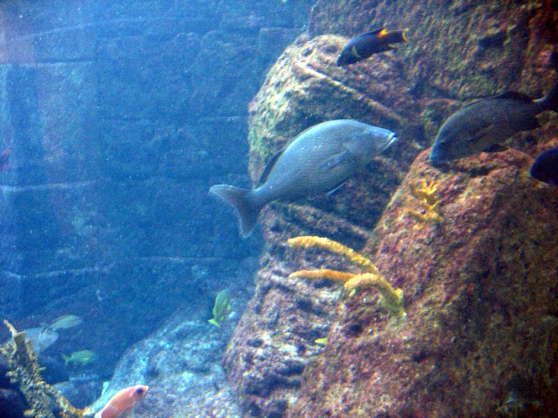 220-aquarium.jpg