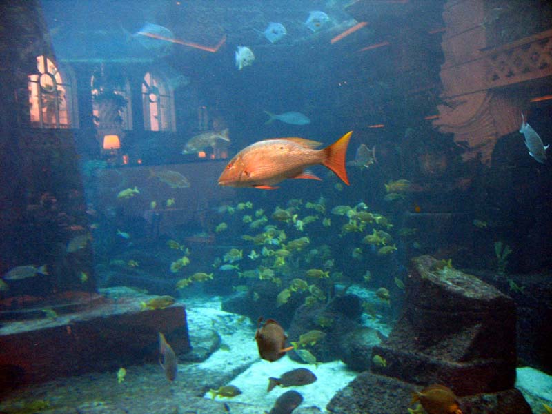 221-aquarium.jpg