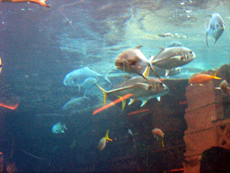 225-aquarium.jpg