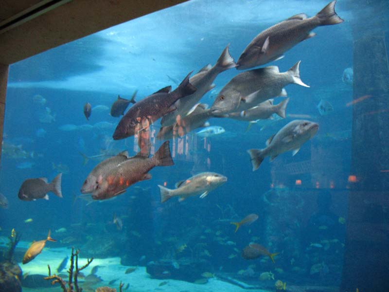 226-aquarium.jpg