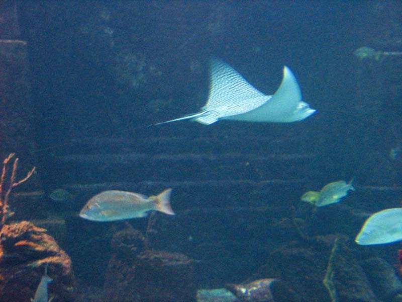 233-aquarium-stingray.jpg
