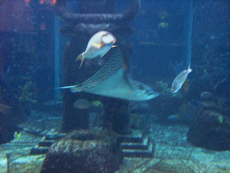 234-aquarium-stingray.jpg