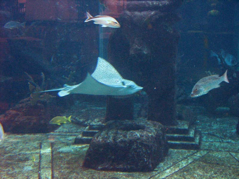 235-aquarium-stingray.jpg