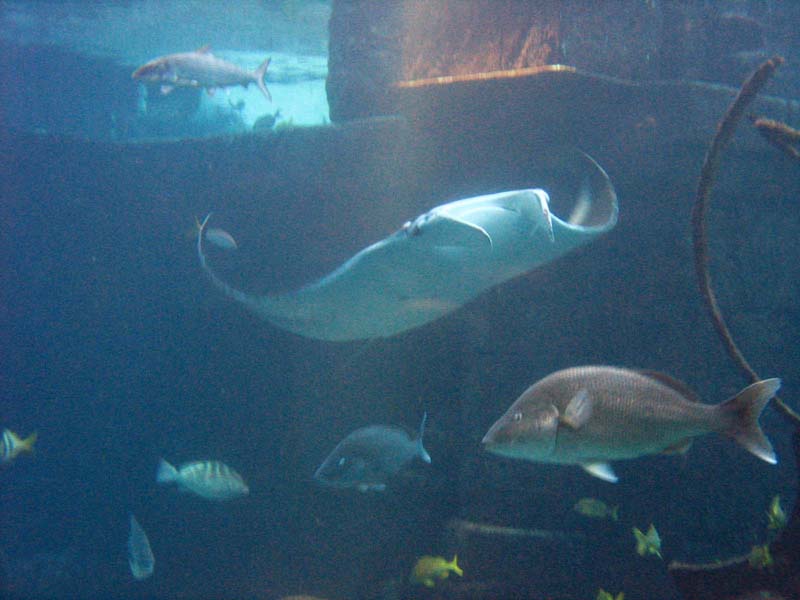 237-aquarium-mantaray.jpg