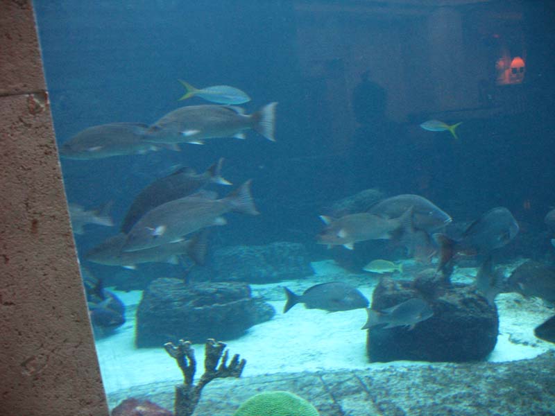 243-aquarium.jpg