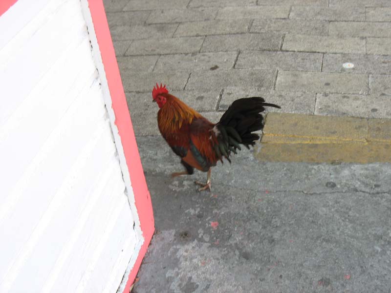 389-rooster.jpg