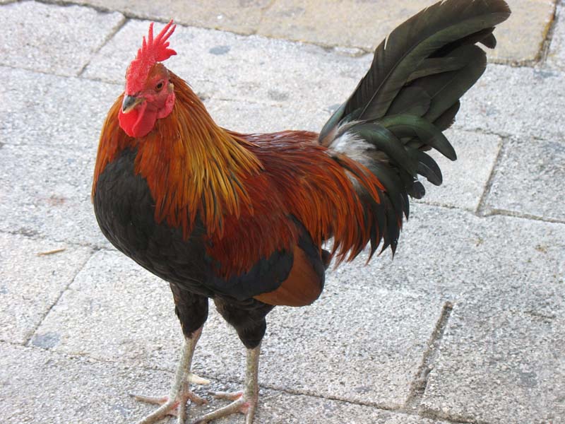 391-rooster.jpg